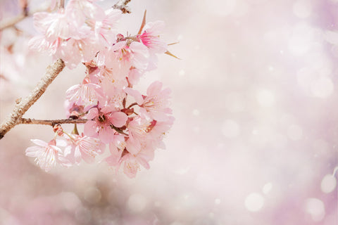 【春爛漫、桜の季節がやってきた!】 2025年の花見を楽しむ