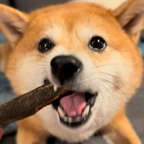 No.5 SODA KATSUOBUSHI STICK|宗田鰹節スティック