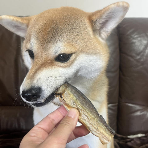 No.4 SMOKED SWEETFISH|鮎の燻製
