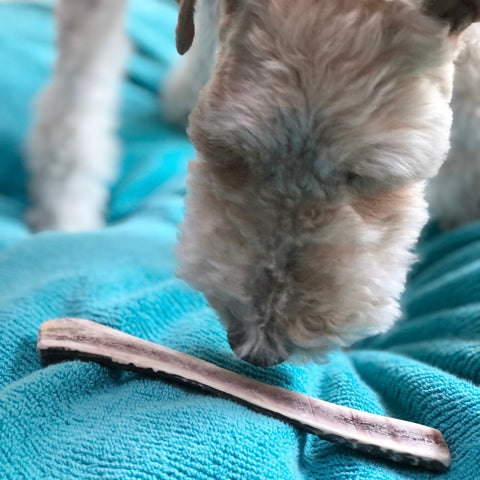 No.2 DEER ANTLER|本州鹿の角