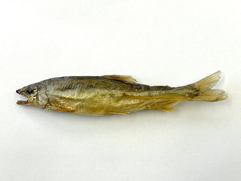 No.4 SMOKED SWEETFISH|鮎の燻製
