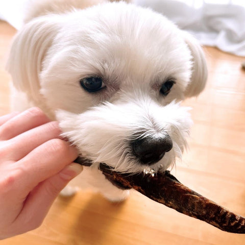 No.5 SODA KATSUOBUSHI STICK｜宗田鰹節スティック